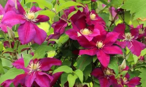 Clematis vibrantes adornan este jardín. Sus flores moradas y hojas verdes crean un espectáculo natural.