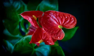 Tres anthuriums rojos vibrantes, flores de interior resistentes, con hojas verdes oscuras y un fondo negro.