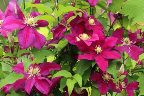 Clematis vibrantes adornan este jardín. Sus flores moradas y hojas verdes crean un espectáculo natural.