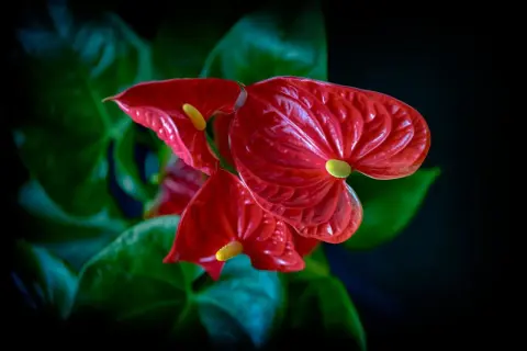 Tres anthuriums rojos vibrantes, flores de interior resistentes, con hojas verdes oscuras y un fondo negro.