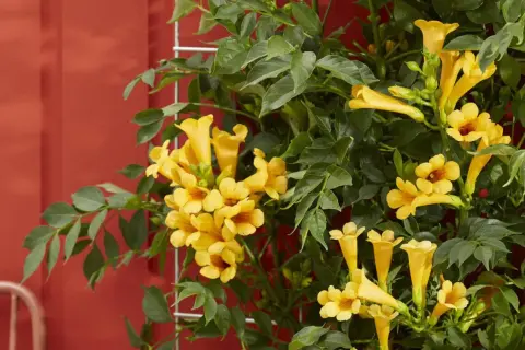 Ramilletes de flores amarillas vibrantes adornan estas resistentes plantas trepadoras de exterior, que se enredan en una estructura metálica contra una pared roja.
