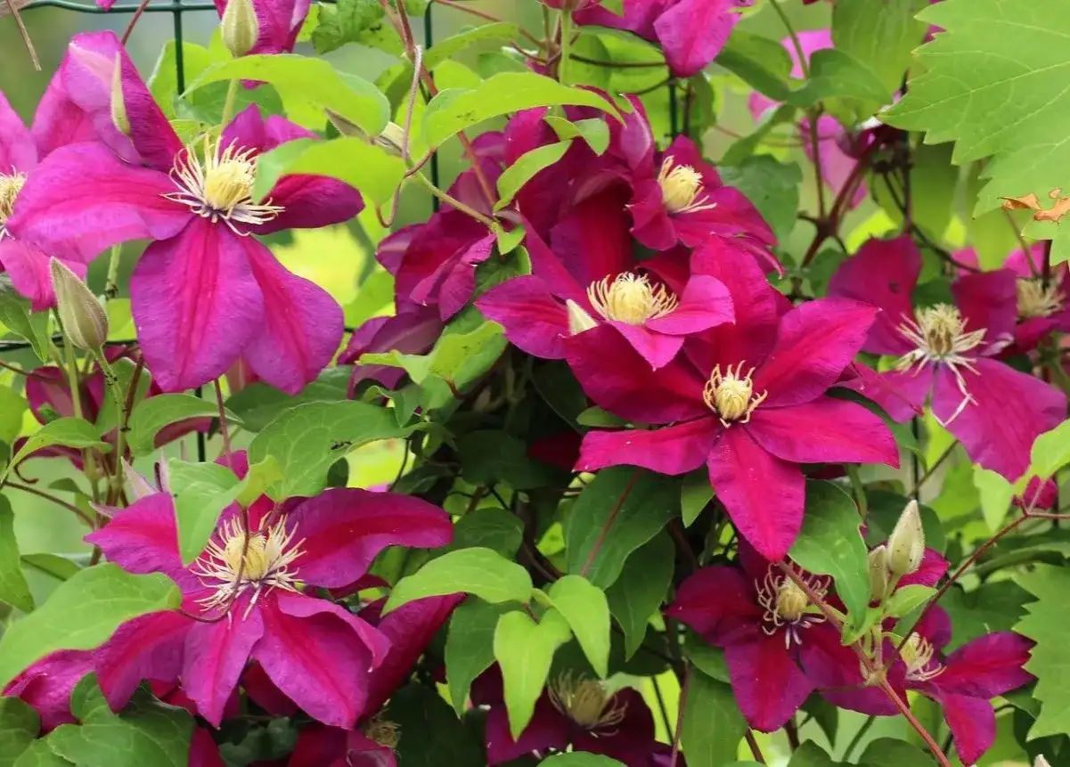 Clematis vibrantes adornan este jardín. Sus flores moradas y hojas verdes crean un espectáculo natural.