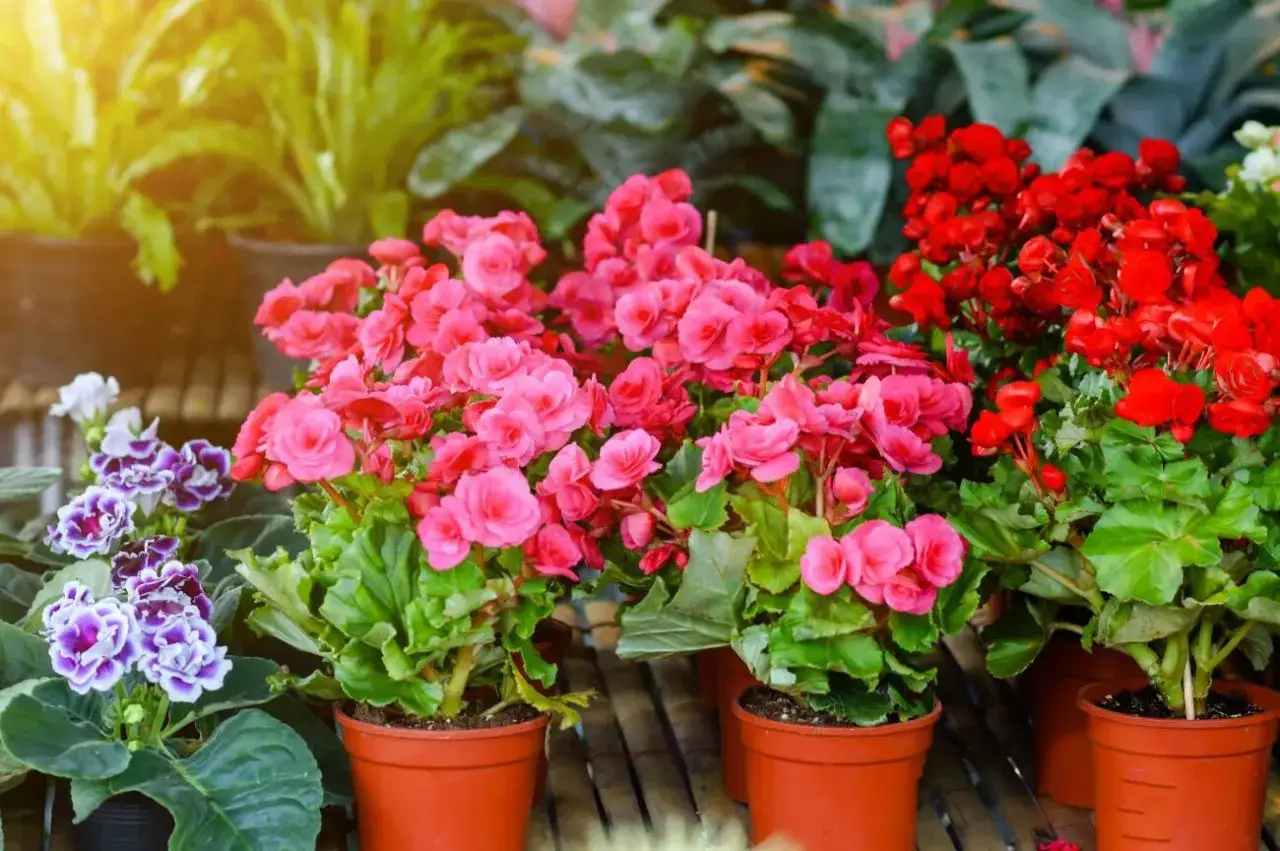 Plantas de interior resistentes con flores vibrantes en tonos rosa y rojo, perfectas para dar vida a tu hogar.